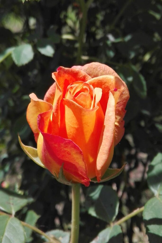 Fiore Lady of shalott