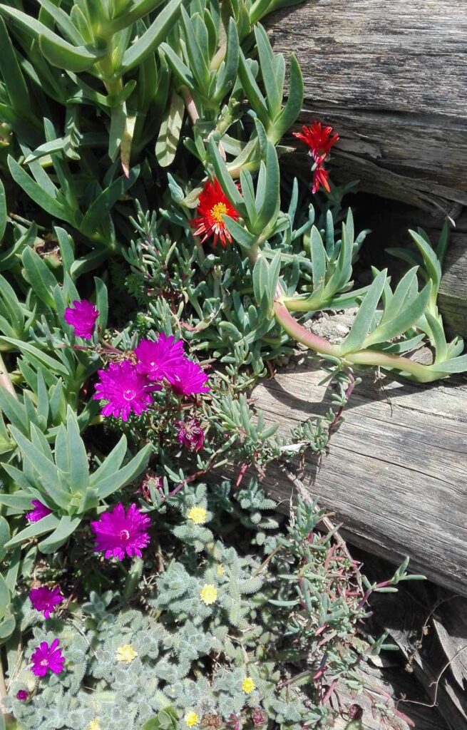 Fioritura succulente