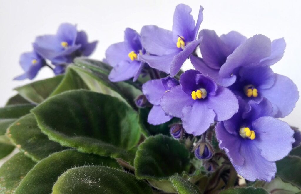 violetta africana