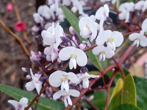 Hardenbergia fiori