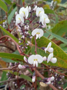Hardenbergia