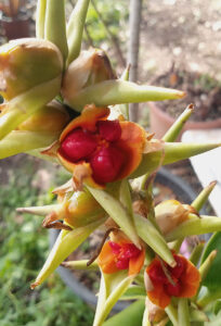hedychium gardnerianum