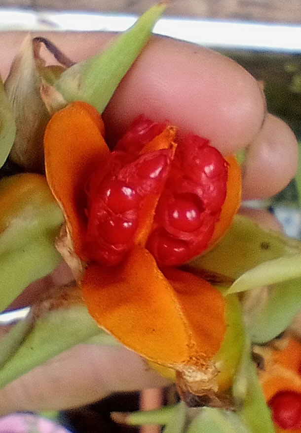 Semi Hedychium