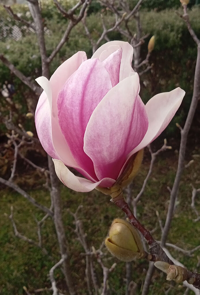 magnolia