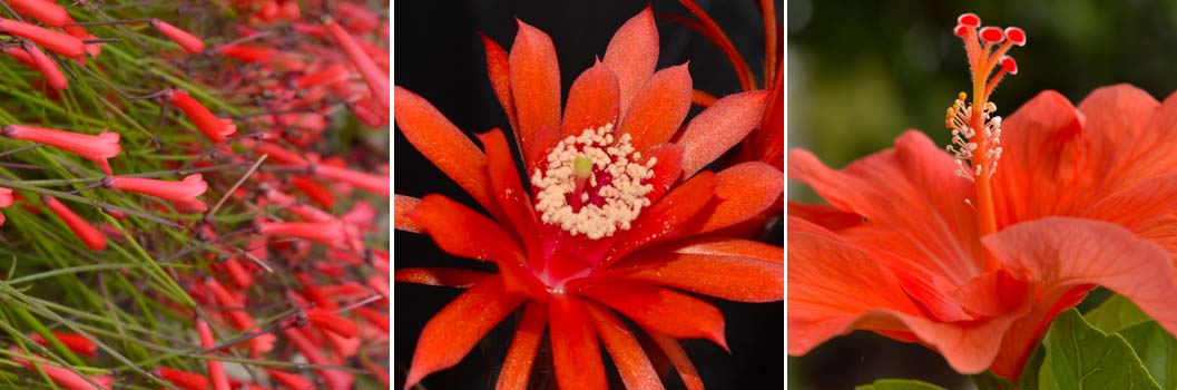 Fioriture