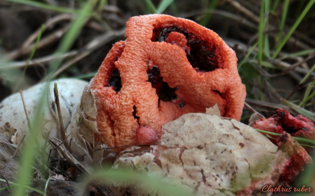 clathrus