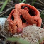 clathrus