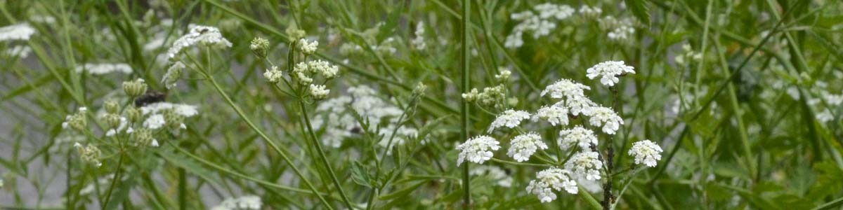 Fiori di sapori