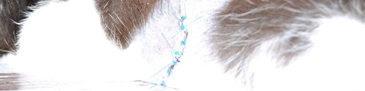 Come ti ricucio il gatto…