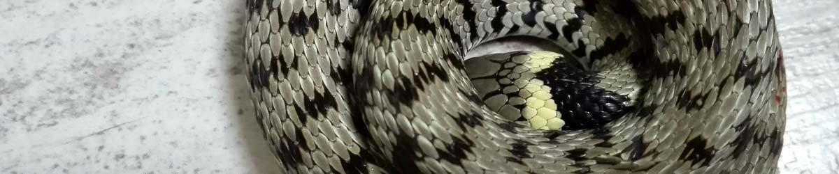 Save the snake!