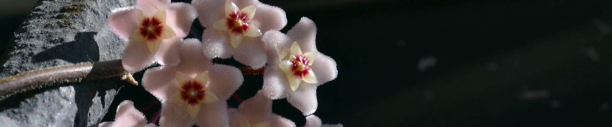 Hoya che bella!