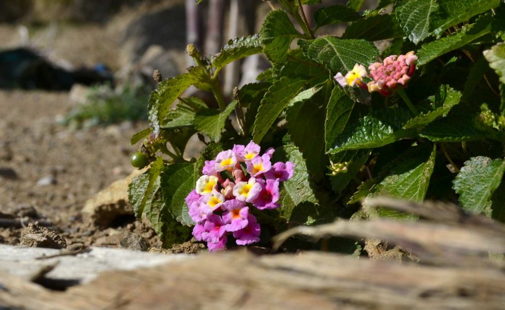 lantana