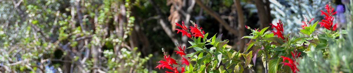 Fiori d’ottobre