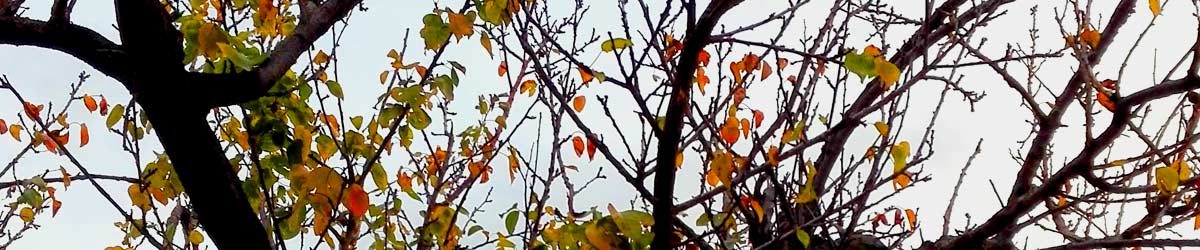Fiori di novembre
