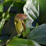 Arisarum