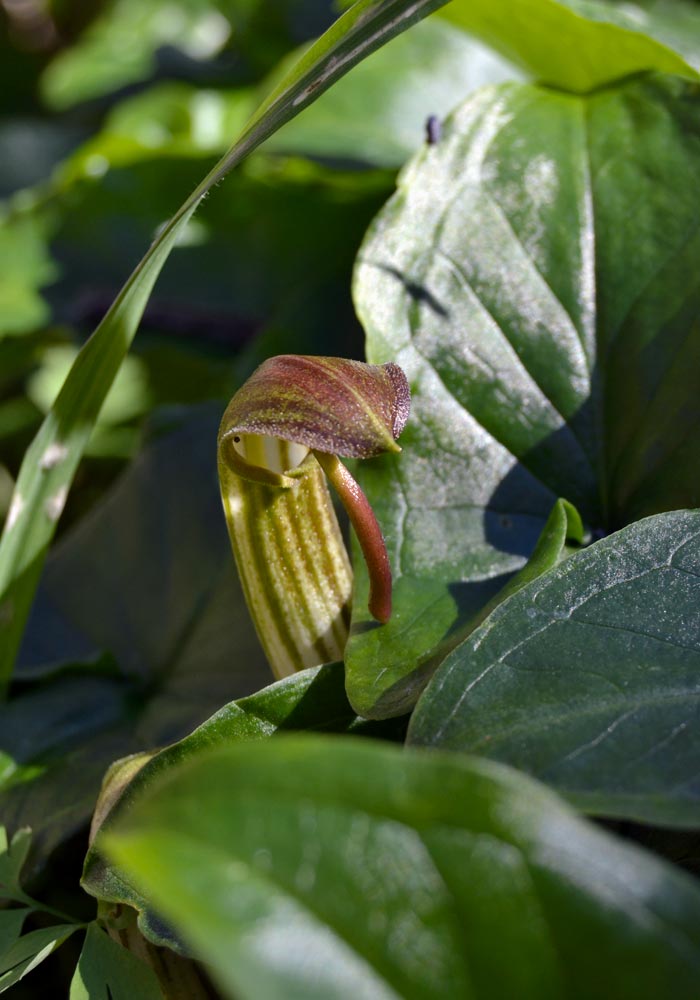 Arisarum