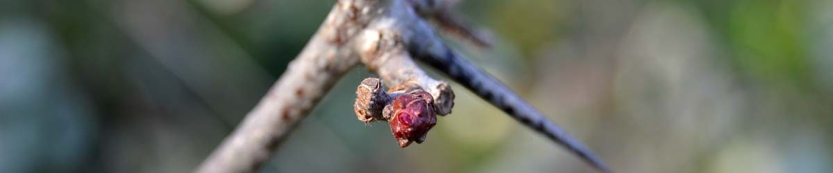 Il Cerchio Magico degli Eucalipti e un (altro) pruno da spostare