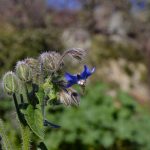 borragine fiore