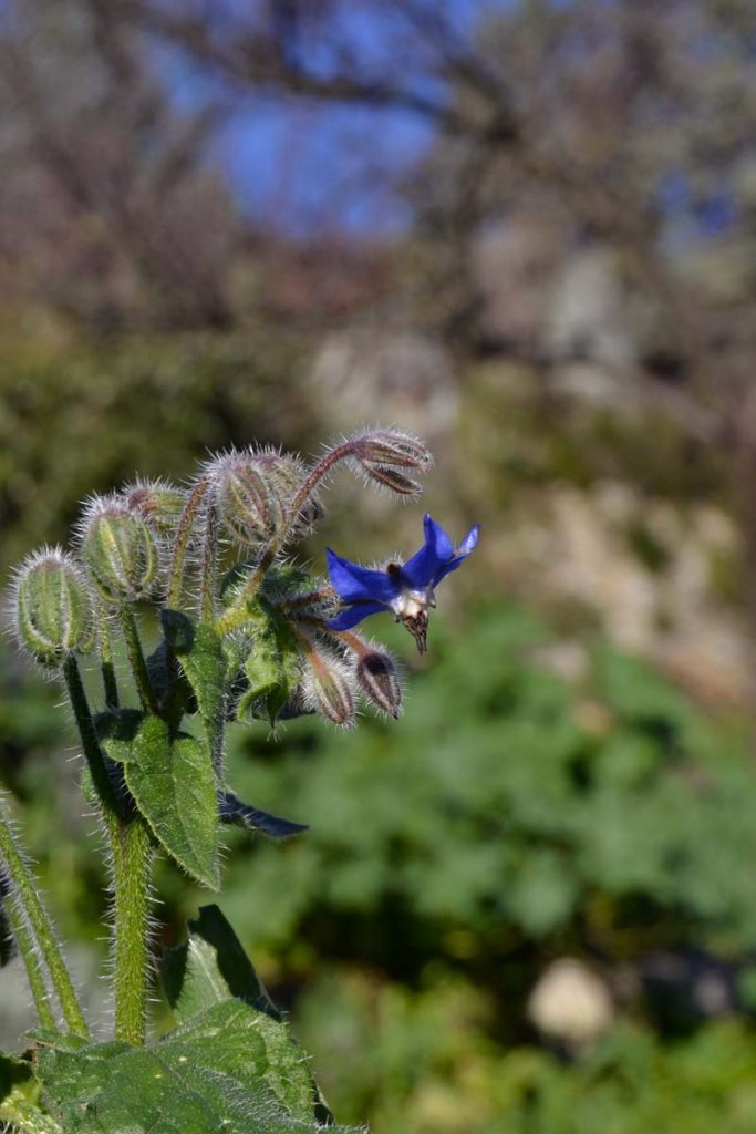 borragine fiore