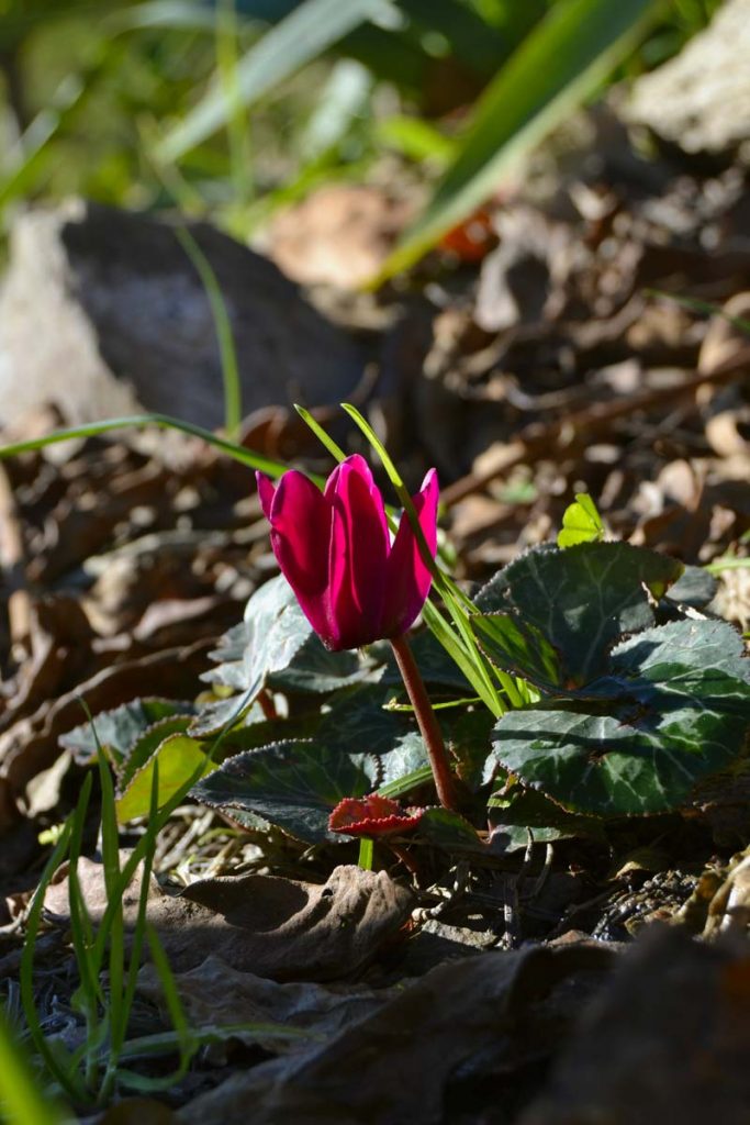 ciclamino fiore