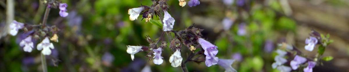 Fiori di dicembre