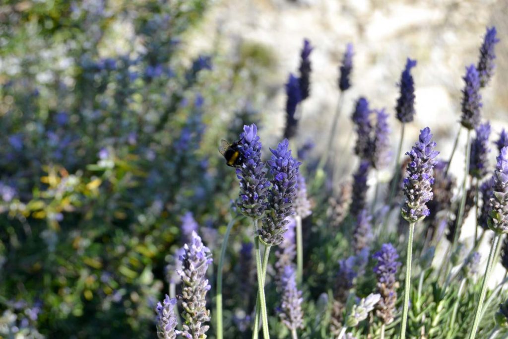lavanda rugosa