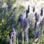 lavanda rugosa