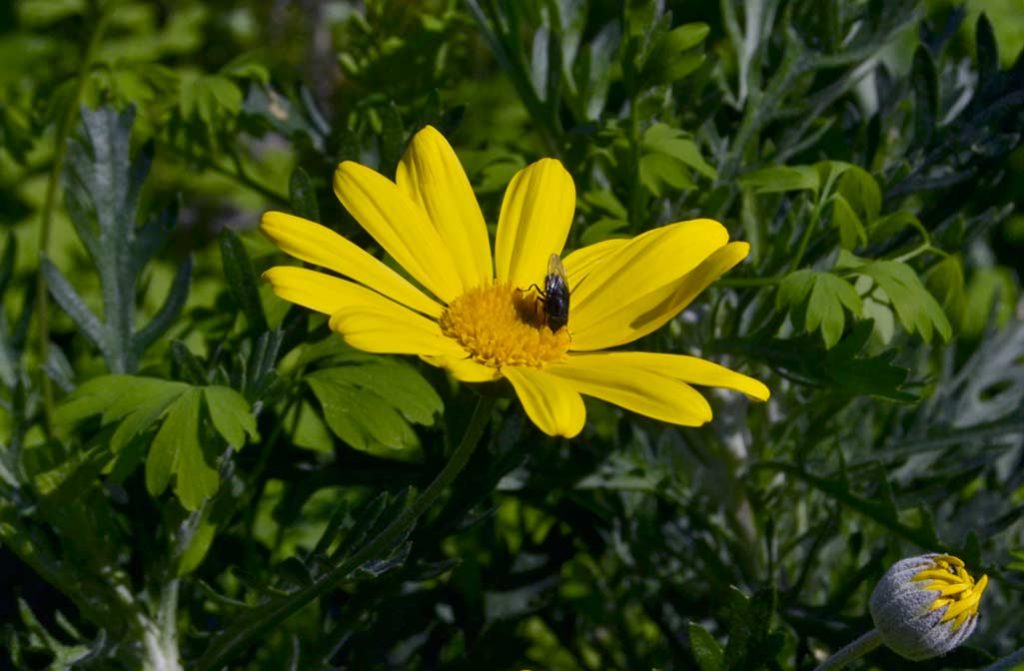 margherita gialla