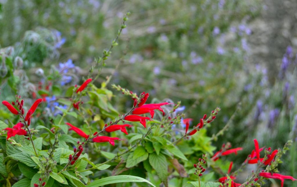 salvia ananas fiori