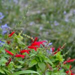 salvia ananas fiori