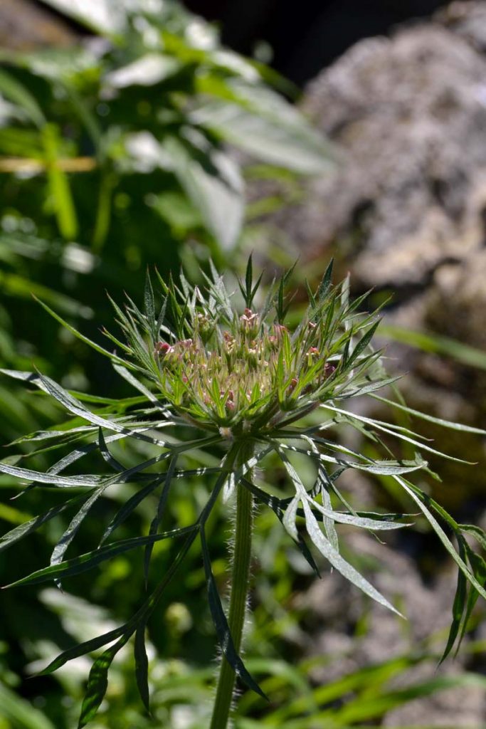 carota selvatica