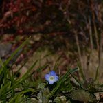 veronica persica