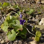 viola odorosa