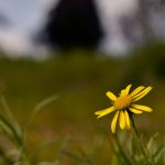 fiore giallo