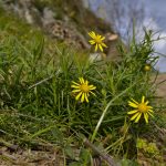 pianta fiori gialli spontanea