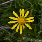 fiore giallo