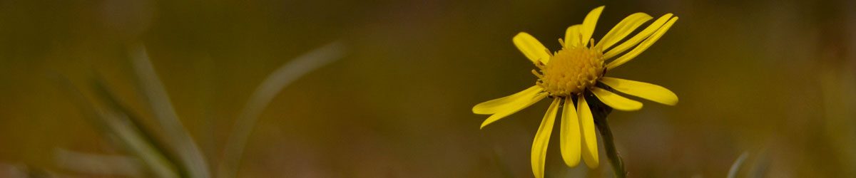 Fiori di gennaio