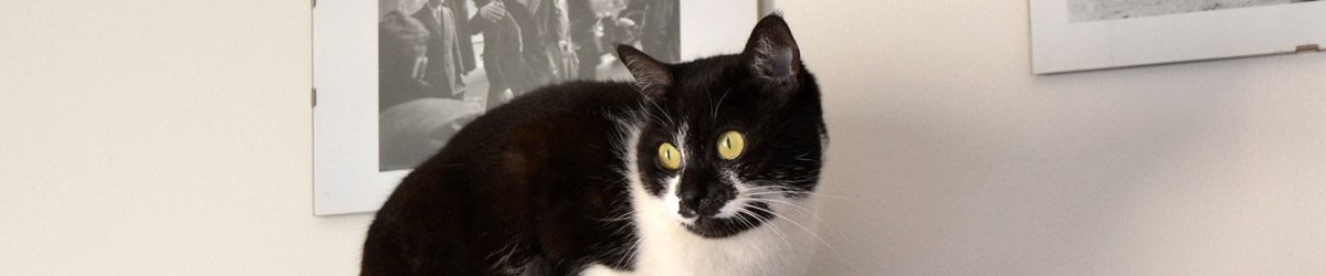 Una micia in bianco e nero
