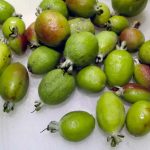 Acca frutti