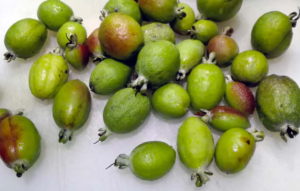Acca frutti