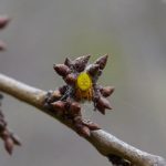 araniella