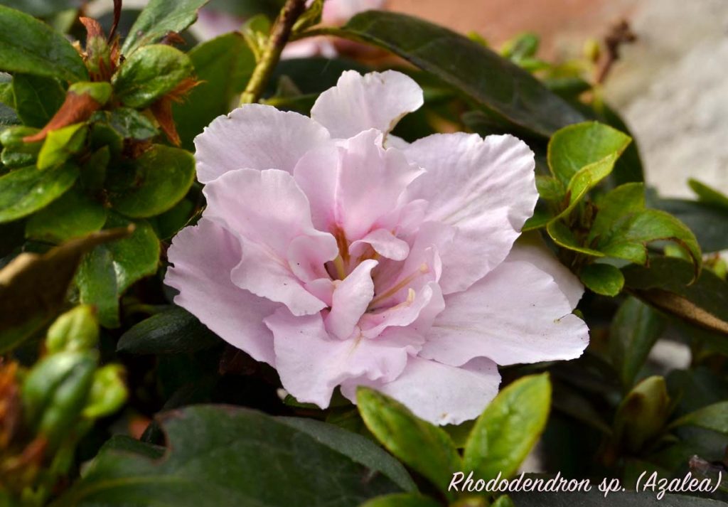 azalea fiore