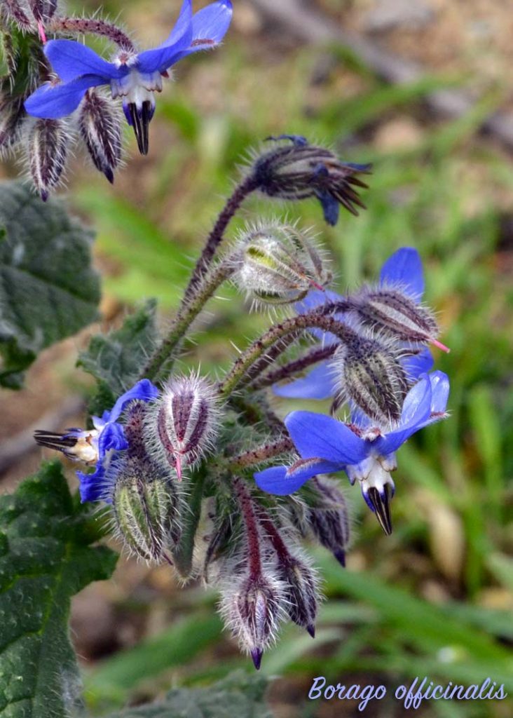 borragine fiore