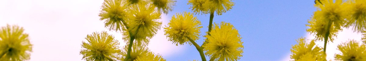 Fiori di febbraio