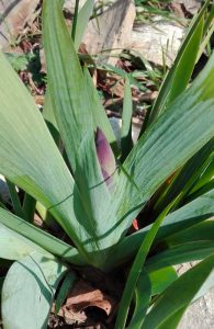 iris