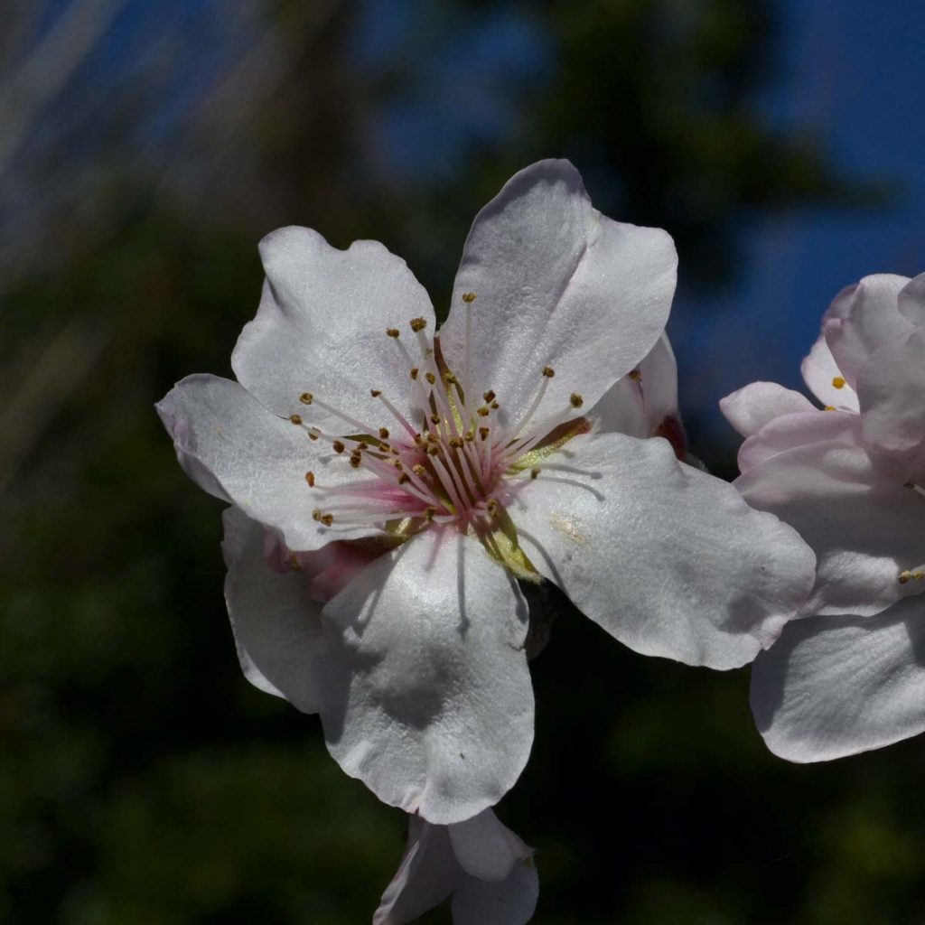 pesco fiore