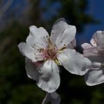 pesco fiore