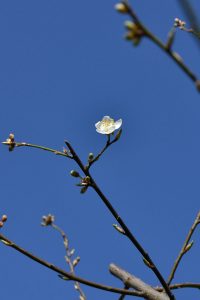 pruno fiore
