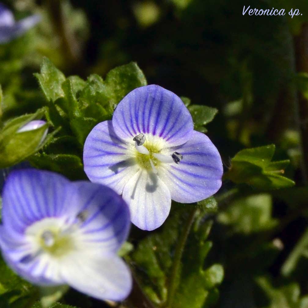 veronica