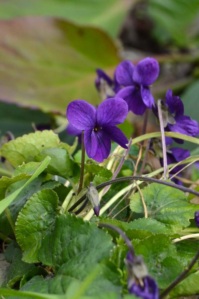 viola